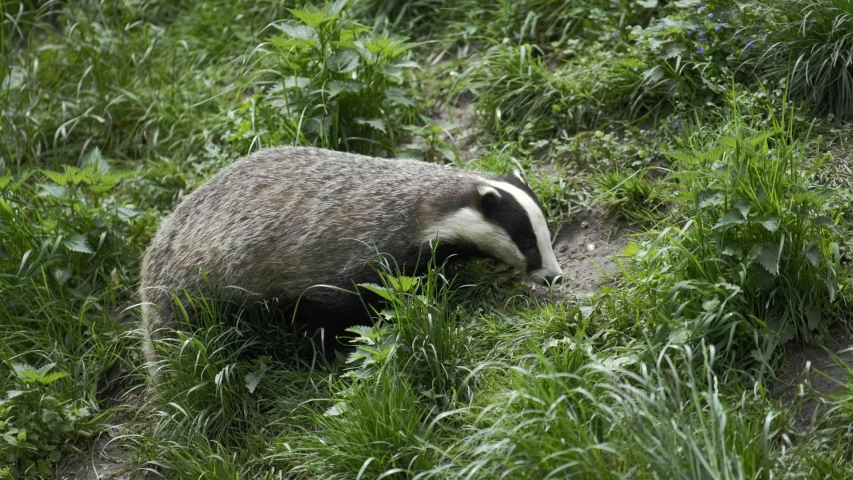 a badger in some tall green grass and weeds