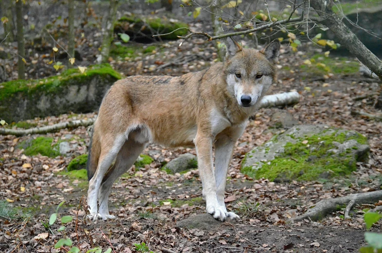 the small, young wolf is standing on a rocky outcrop