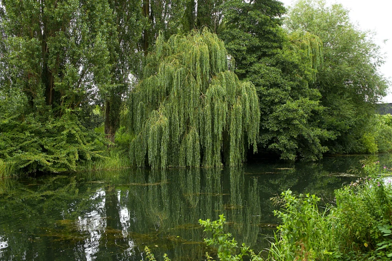 a pond surrounded by green trees in a park