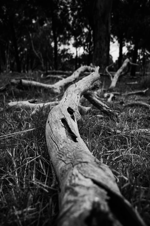 a fallen tree trunk sitting on top of grass