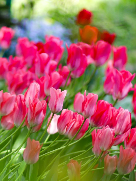 pink and red tulips in bloom in a garden