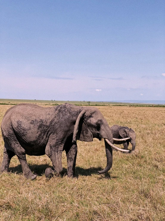 an elephant walking through a grassy plain