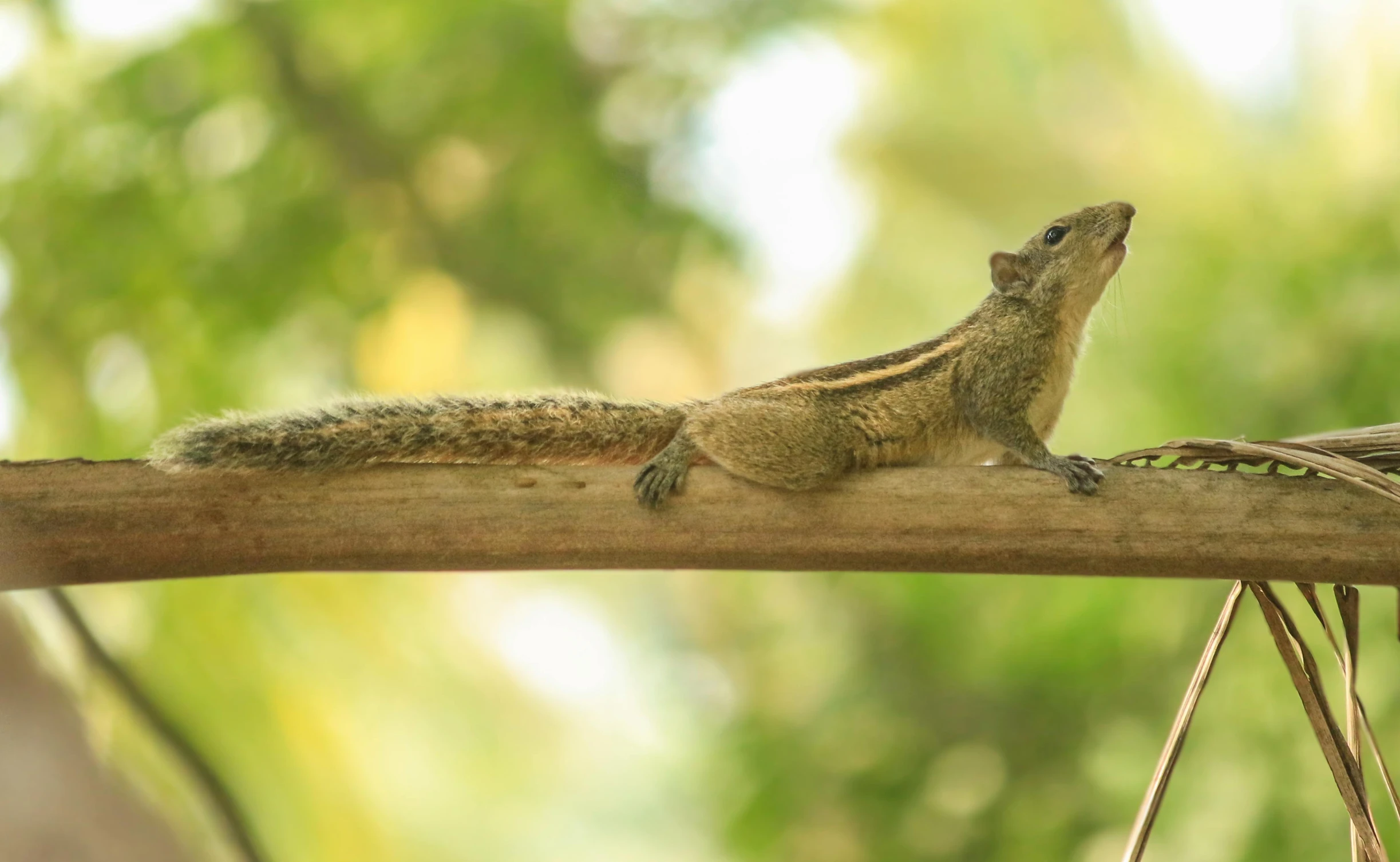 a small lizard sitting on a nch in a tree