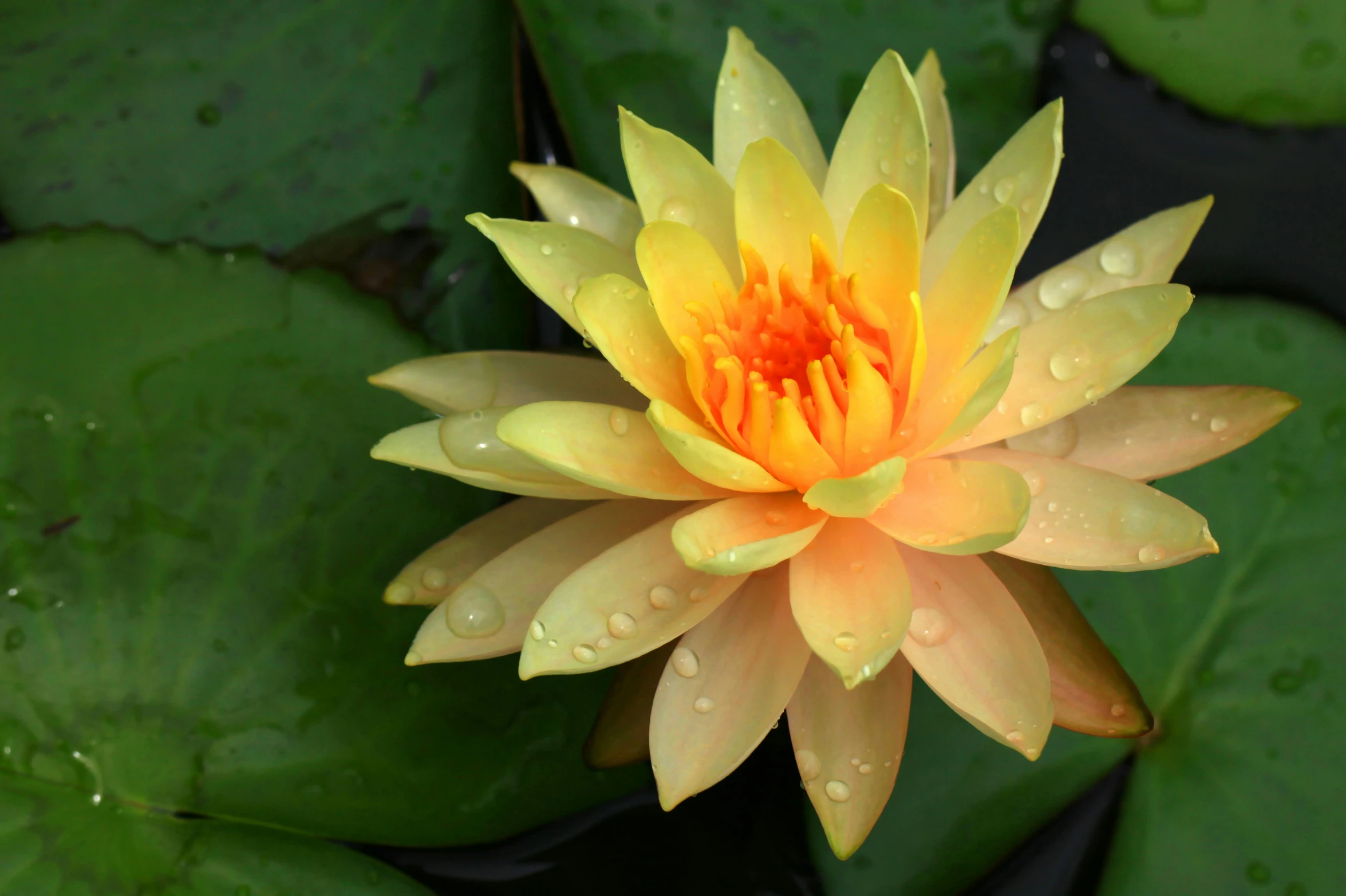 a flower with dew drops on it sits on the edge of a pond