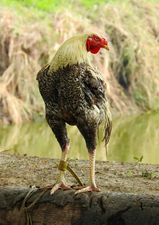 a very pretty bird standing on a log by the water