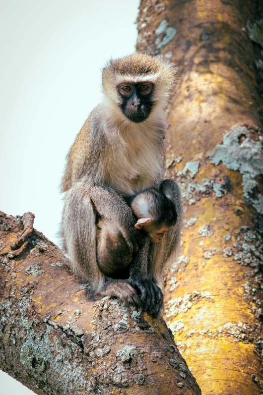 the monkey is sitting in the tree with his baby