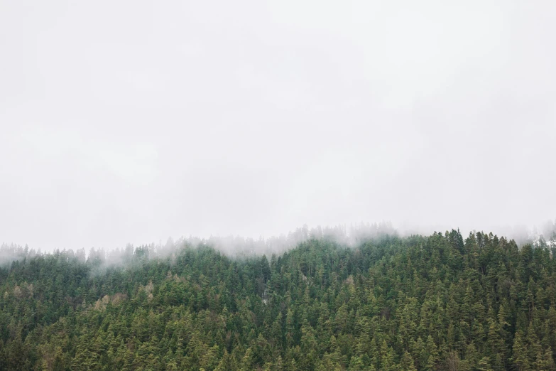 a forest in the distance on a cloudy day