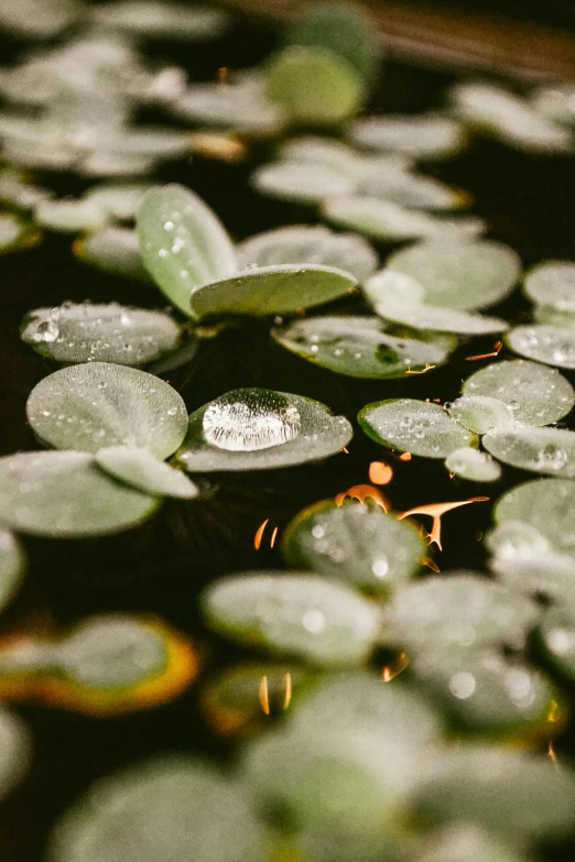 water lily leaves floating on a body of water