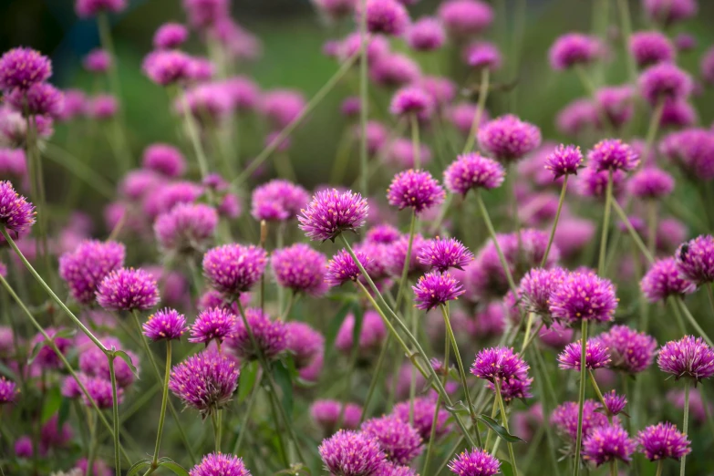 a field of many purple flowers growing close together