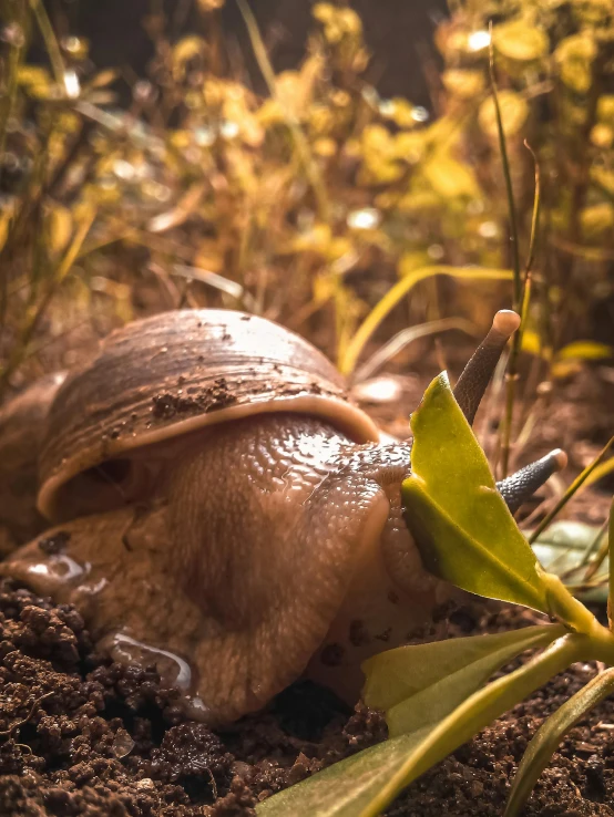 there is a snail that is crawling on the ground