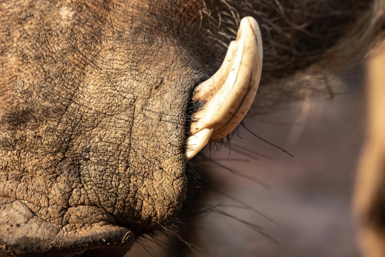 an elephant is rubbing its face with tusks