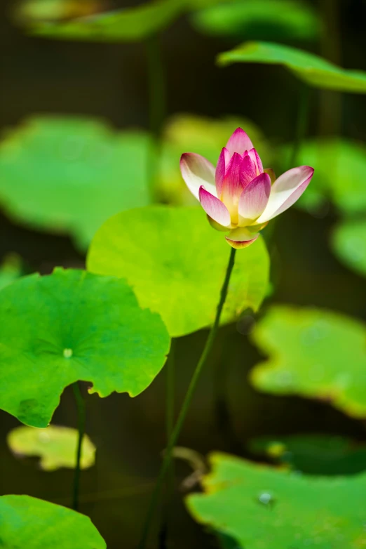 a pretty pink lotus flower sitting on top of lily pad