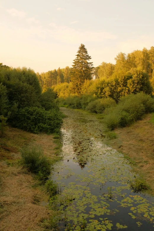 a creek running through a grassy field