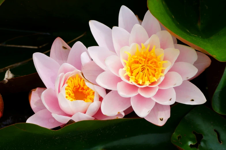 two pink flowers that are next to each other