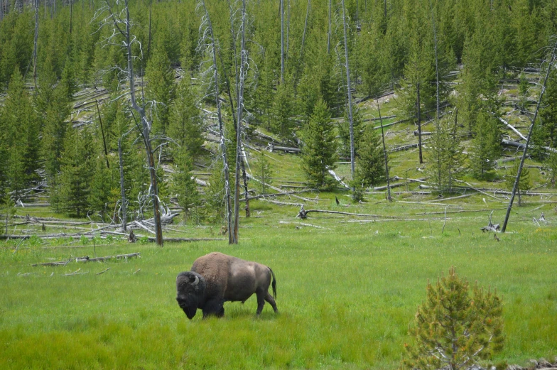 a lone bison standing in the grass next to a forest