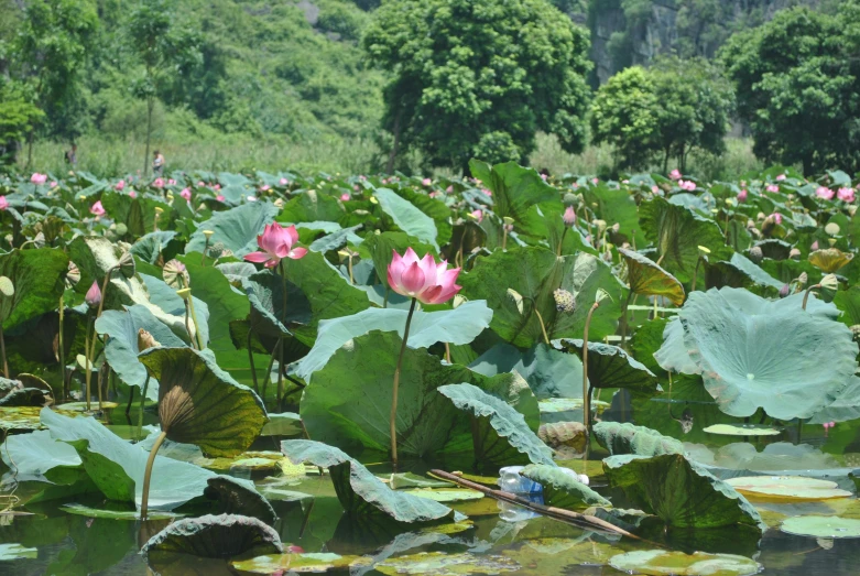 the water lillies have large leaves growing on them