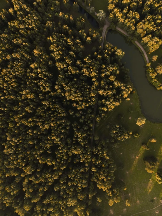 an aerial view of a wooded area, with lots of trees and dirt on one side