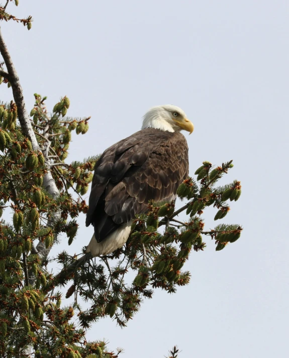 an eagle is sitting in a pine tree