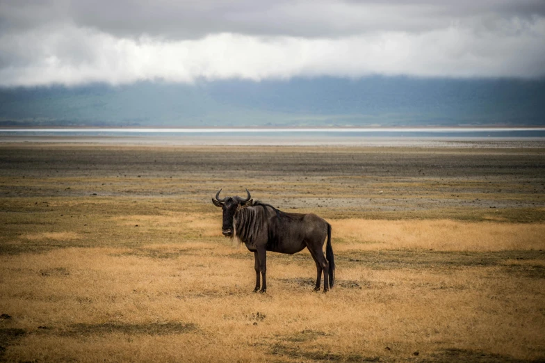 the wildebeest stands still alone in the middle of the savannah