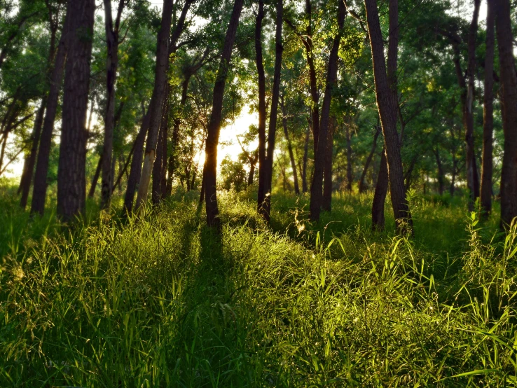 an empty trail in a dense green forest