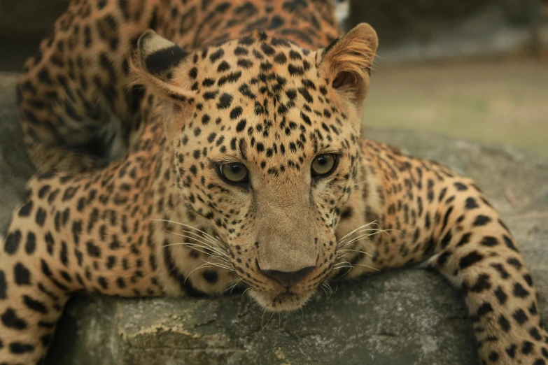 an animal with spotted spots sitting on top of a rock