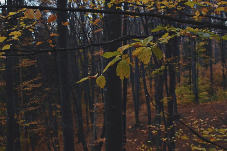 some tall trees with fall colored leaves in a forest