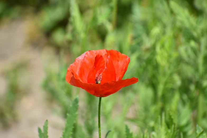 a red flower with several green foliage behind it