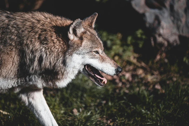 a grey wolf walking across the grass