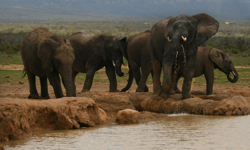 four elephants walk into the water together