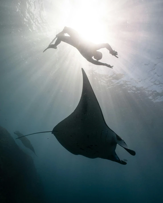 manta ray flying across the water at the surface