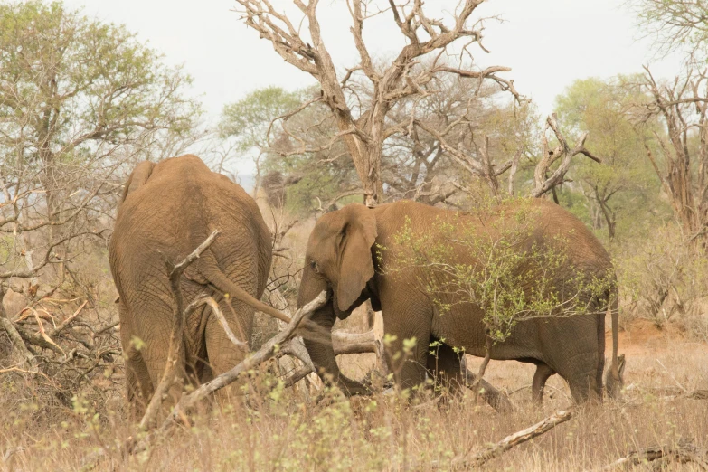 two elephants with trunks in the woods trying to fight