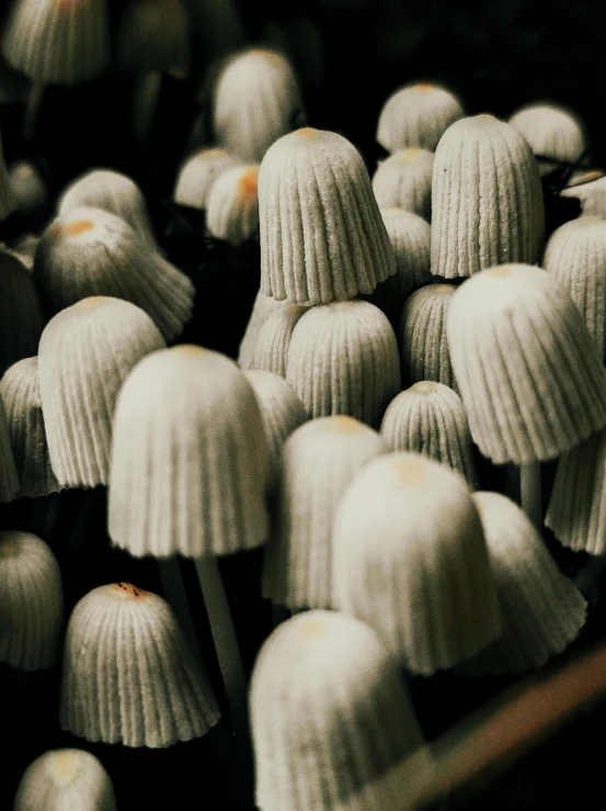 several rows of white covered mushrooms in an arrangement