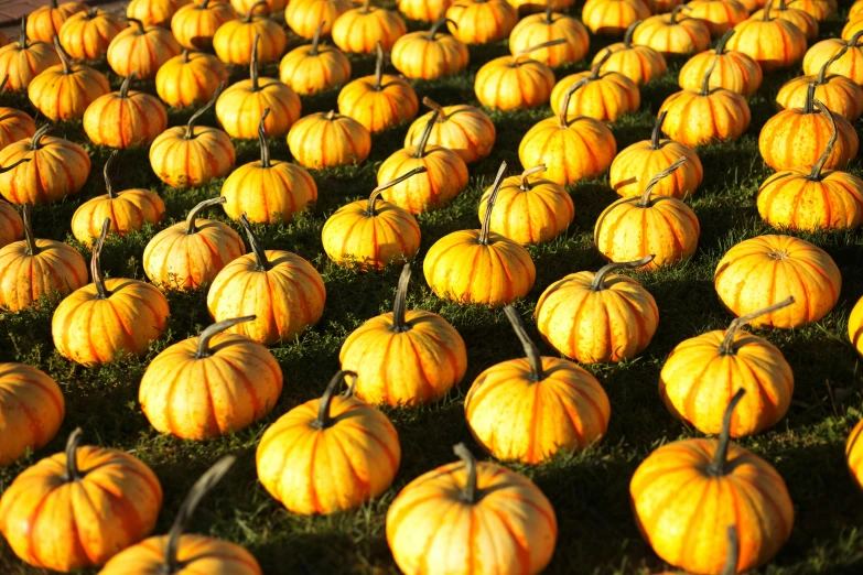 a very big display of pumpkins that are still growing