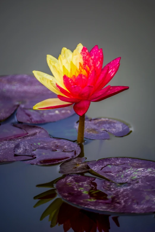 a yellow and red flower floating on top of water