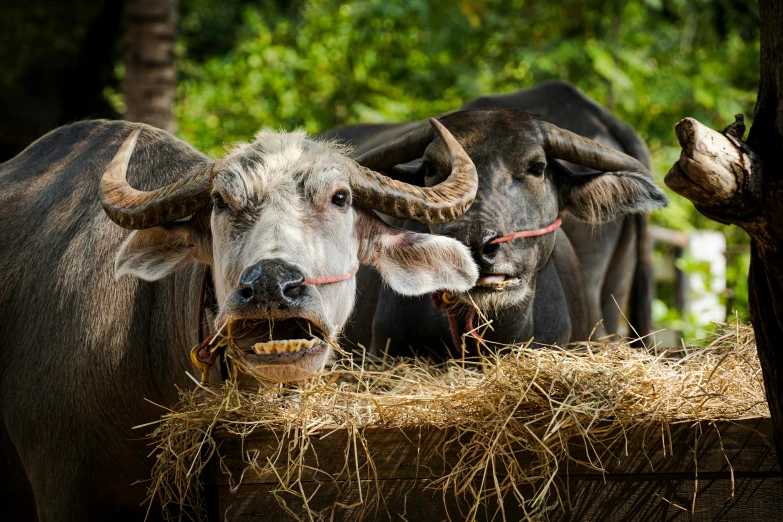 three bulls stand close together behind a fence