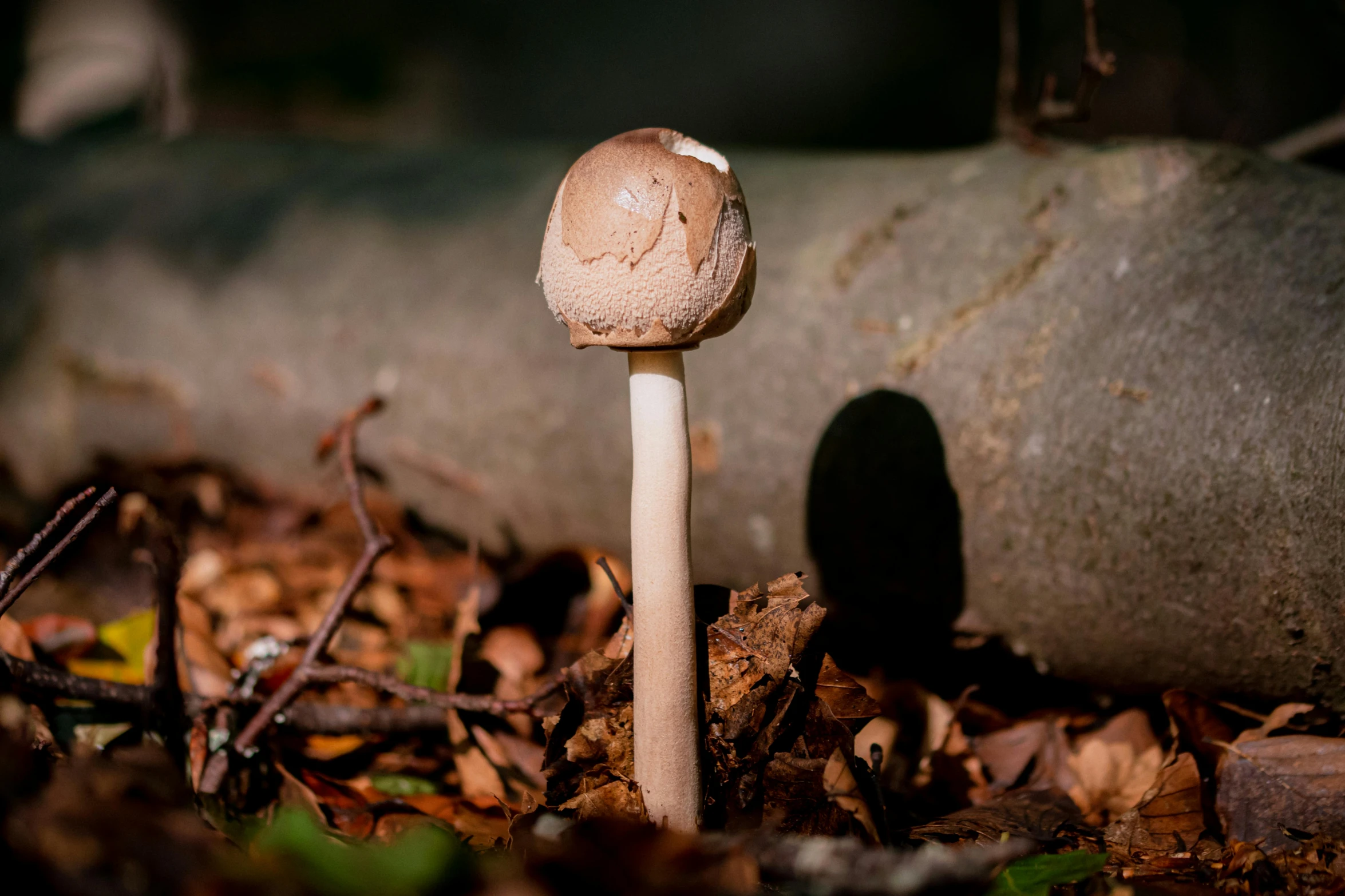 the mushrooms are growing out of the leaves