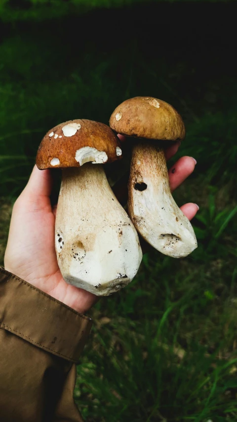 someone is holding three mushrooms together on the grass