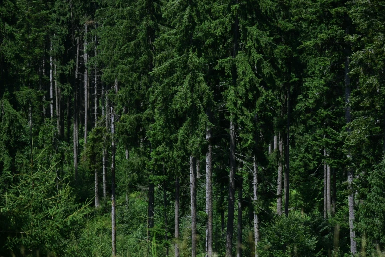 a lone bear standing in a wooded area