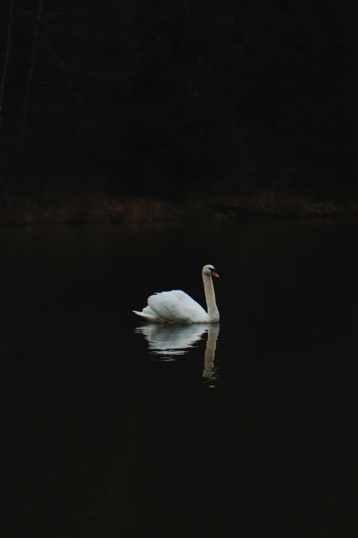 a swan floating in a lake at night