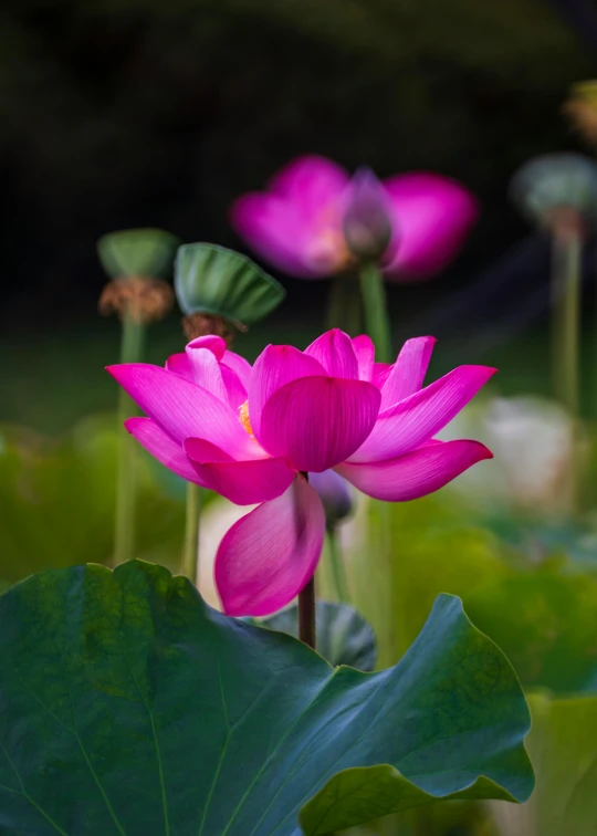 pink flowers with water lillies in the background