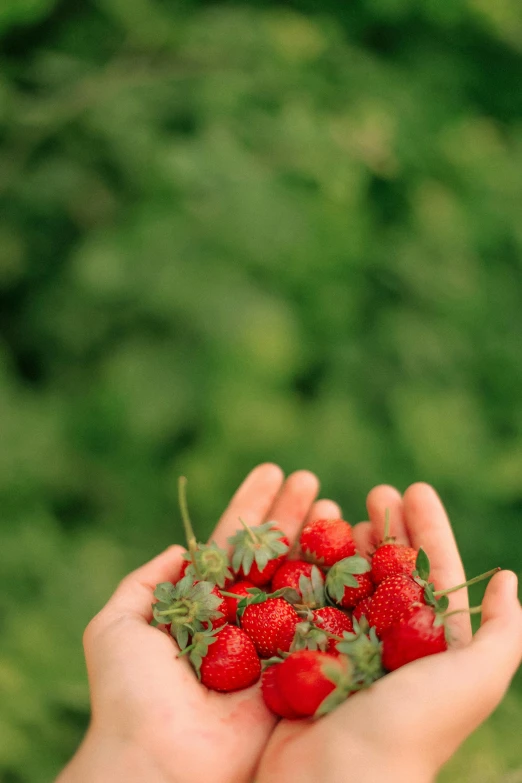 a person holding a handful of red berries