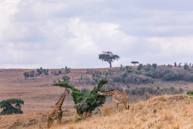 giraffes stand together in a dry field