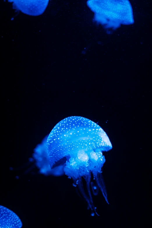 a group of blue jellyfish in a tank