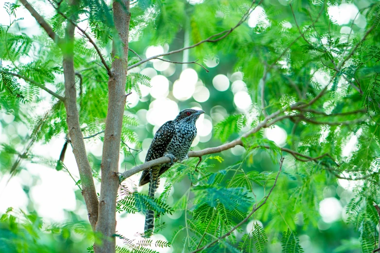 there is a black bird sitting on a tree