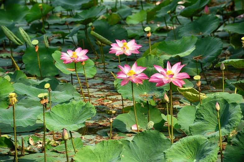 a lot of water lilies that are on a pond