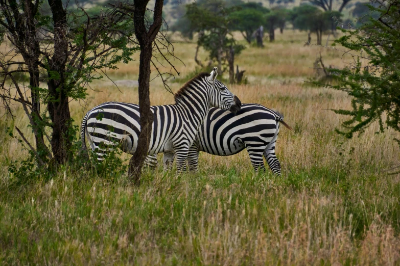 two zes standing next to each other in the grass