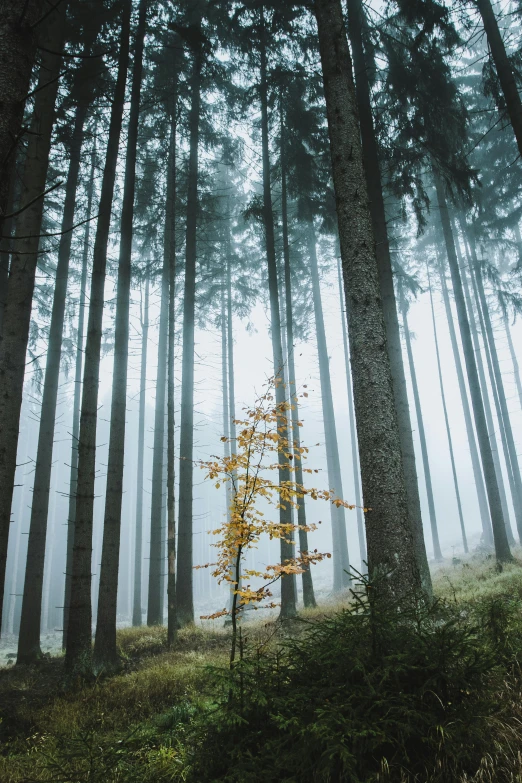 the fog is creeping in the sky near tall trees