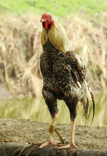 a chicken with a red mohawk stands on a log