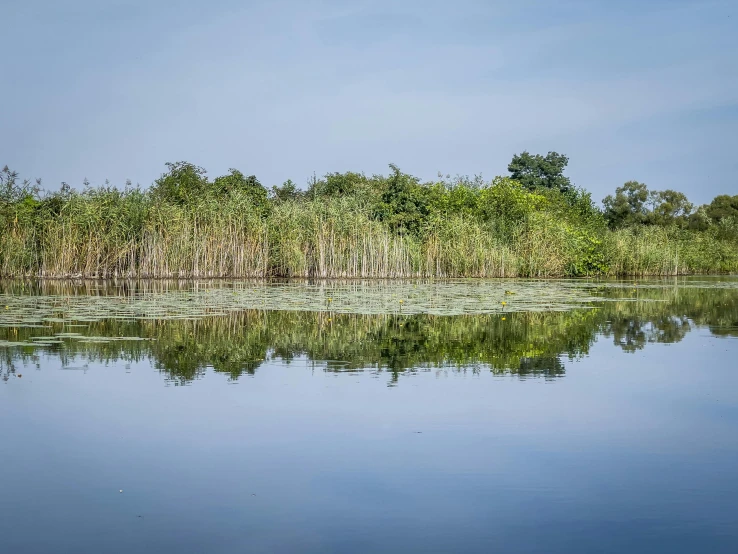 a lake with green trees in the background