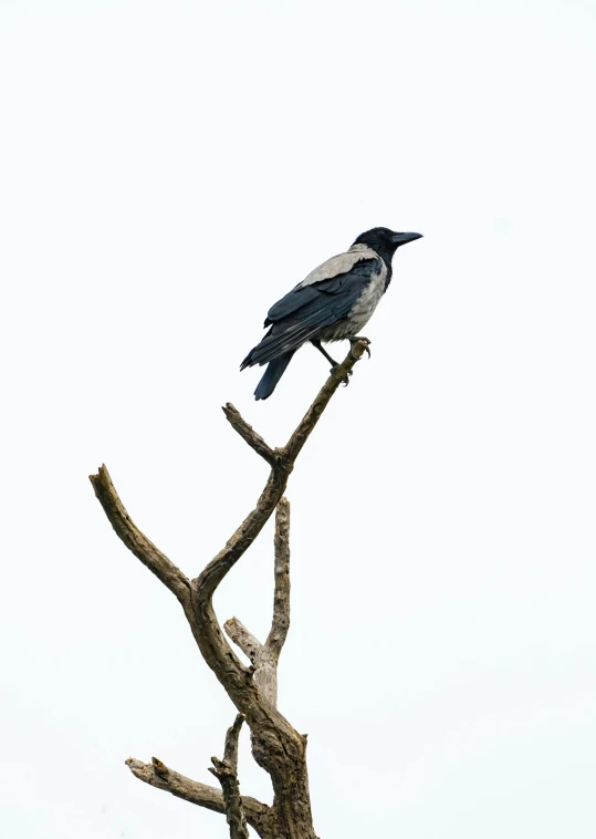 there is a small black bird perched on top of a tree